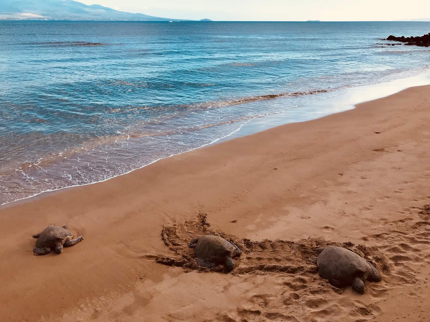 Turtles relaxing in the Sun at Maalaea Bay, Maui, Hawaii. Photo taken by Jeannie Kong